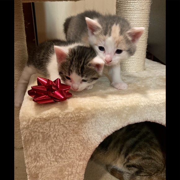 Meowza! Take a l👀k! - Picture 2 of 2